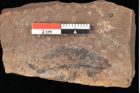 Foto (Detailsansicht) von Quercus palaeoilex Ettingshausen (NHMW-GEO-2024-0188-0873)